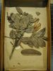 historical herbarium sample